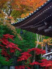 東京周邊8個絕美賞楓之地~