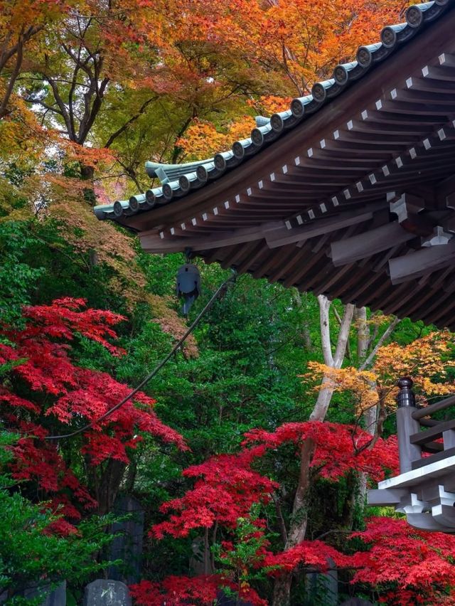 東京周邊8個絕美賞楓之地~