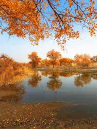 金色童話胡楊林秘境