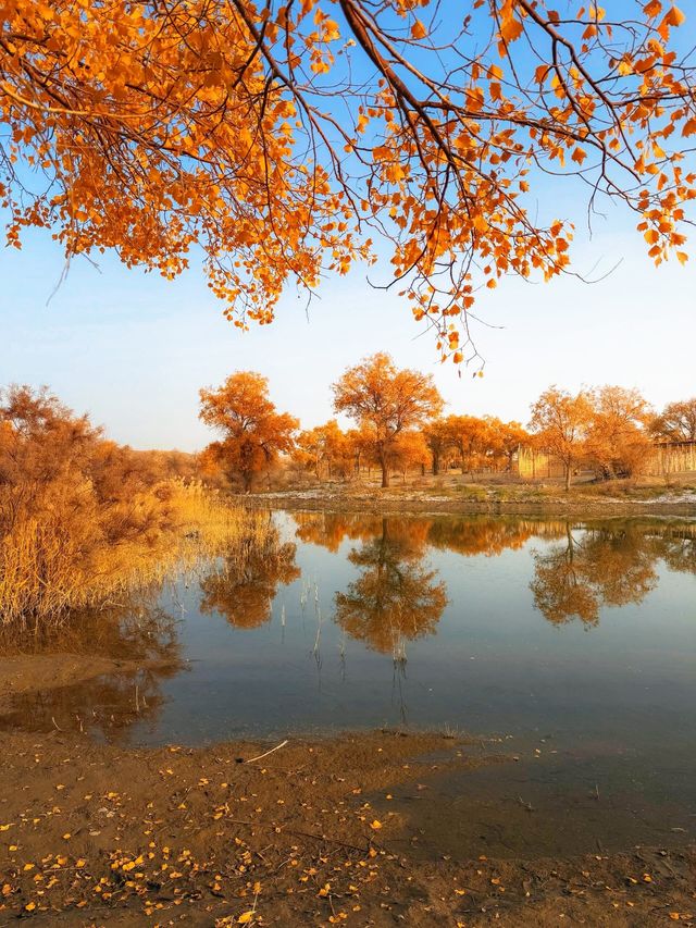 金色童話胡楊林秘境 金色童話胡楊林秘境