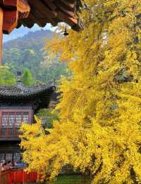 賞銀杏來這裡就對啦