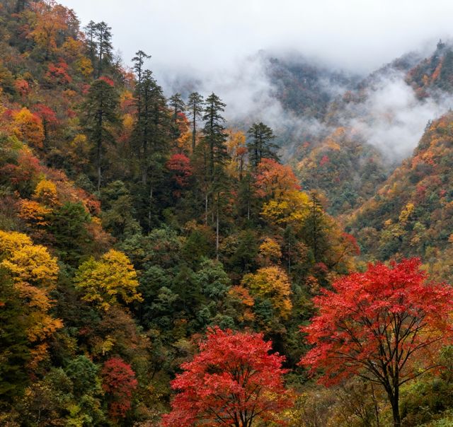 秋日限定！南江十八月潭，藏在秦巴的彩色仙境