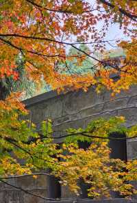 在廬山，抓住了秋天的尾巴