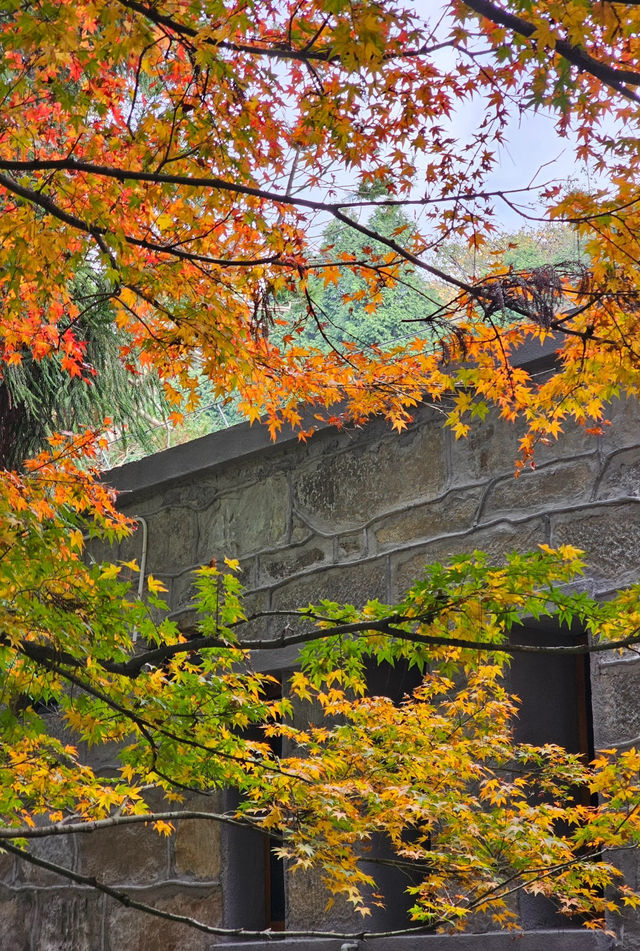 在廬山，抓住了秋天的尾巴