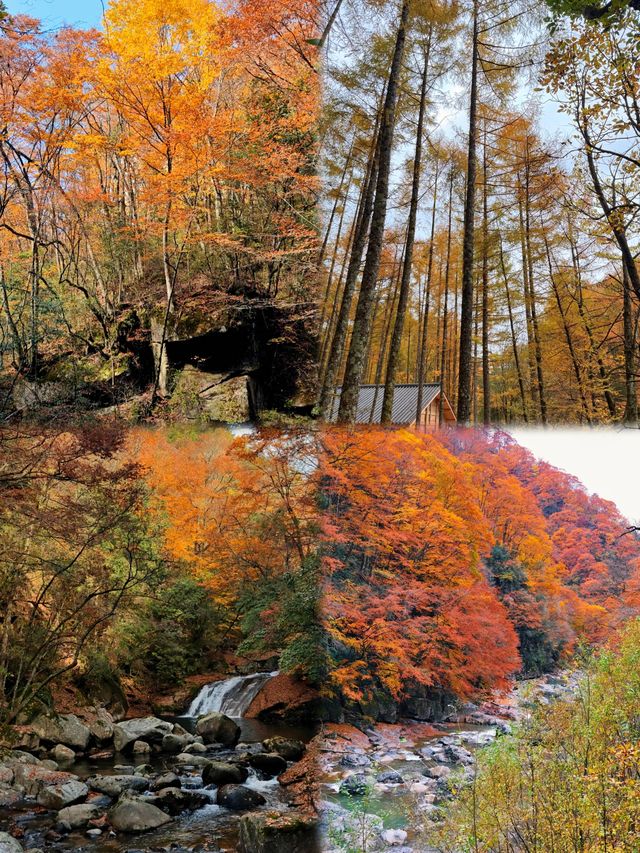 11-12月別再擠光霧山啦！這晚秋絕色我偷偷藏不住了