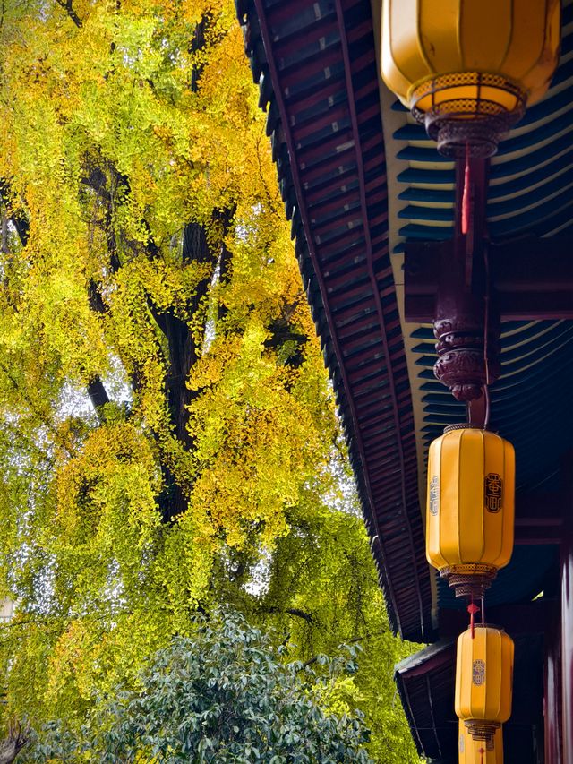 為了這扇秋日限定的窗，我專門去了趟崇州