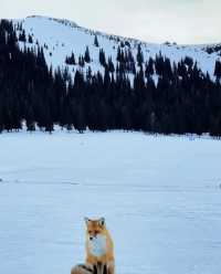 新疆冬日封神！賽里木湖藍冰+周邊秘境全攻略