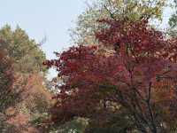 秋日虞山賞楓季