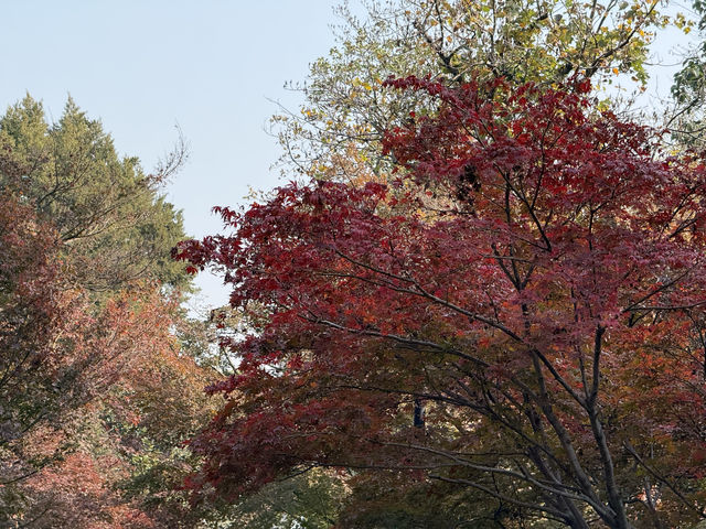 秋日虞山賞楓季