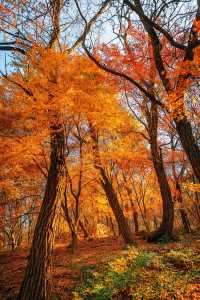 賞楓必去小眾秘境