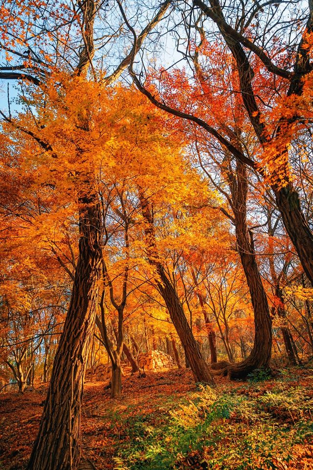 賞楓必去小眾秘境