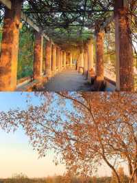 徐州私藏秋景｜馬陵山避世賞楓攻略