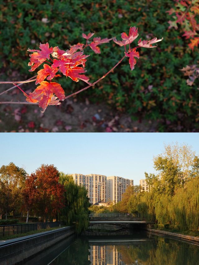 蘇州河畔超全秋日打卡攻略隨手拍都是電影感! 蘇州河畔超全秋日打卡攻略隨手拍都是電影感!