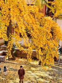 青島旅遊!刷爆朋友圈的12個免費機位