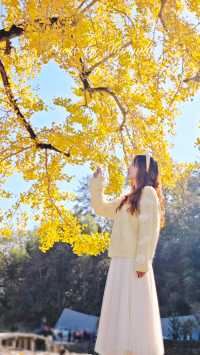 推薦溫州周邊賞銀杏的好去處