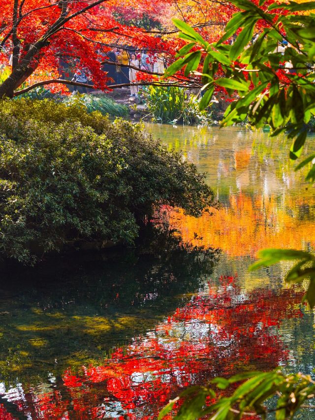 12.1實拍九溪現實版莫奈的秋日花園