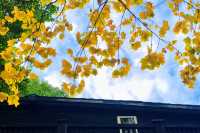 秋日限定!徐家匯公園紅葉暴擊市中心的調色盤炸裂了!