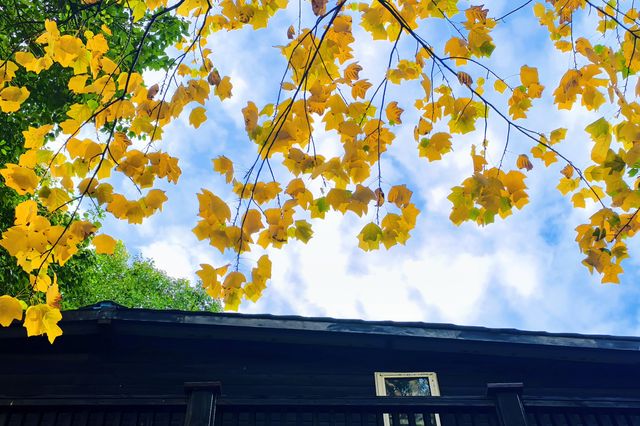 秋日限定!徐家匯公園紅葉暴擊市中心的調色盤炸裂了! 秋日限定!徐家匯公園紅葉暴擊市中心的調色盤炸裂了!