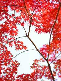 12.6速衝上海小眾公園的楓葉殺瘋了｜附攻略