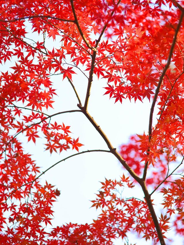 12.6速衝上海小眾公園的楓葉殺瘋了｜附攻略