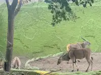 北京大興野生動物園-值得N刷