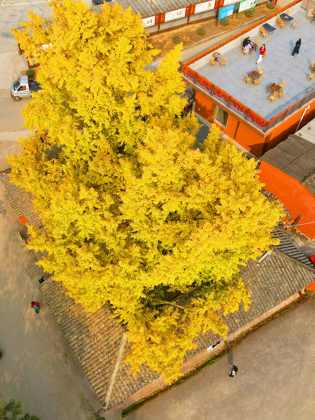 錯過三星堆!卻遇見1700歲的銀杏神仙眷侶 錯過三星堆!卻遇見1700歲的銀杏神仙眷侶