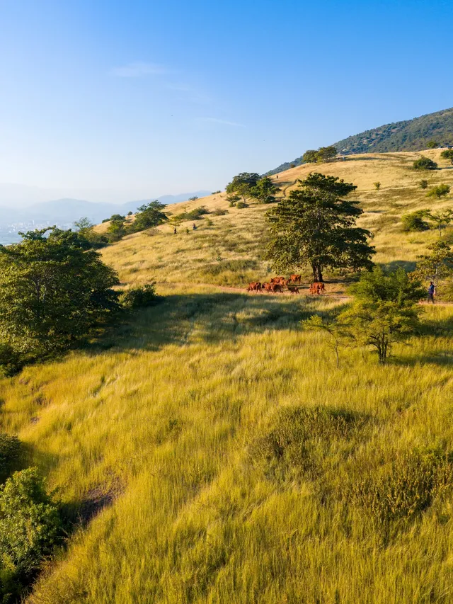 不是非洲這是雲南人自己的薩王納草原~