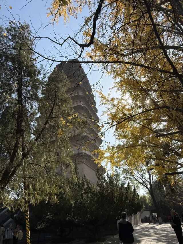 實況link被西安小雁塔的銀杏給驚艷到啦 實況link被西安小雁塔的銀杏給驚艷到啦