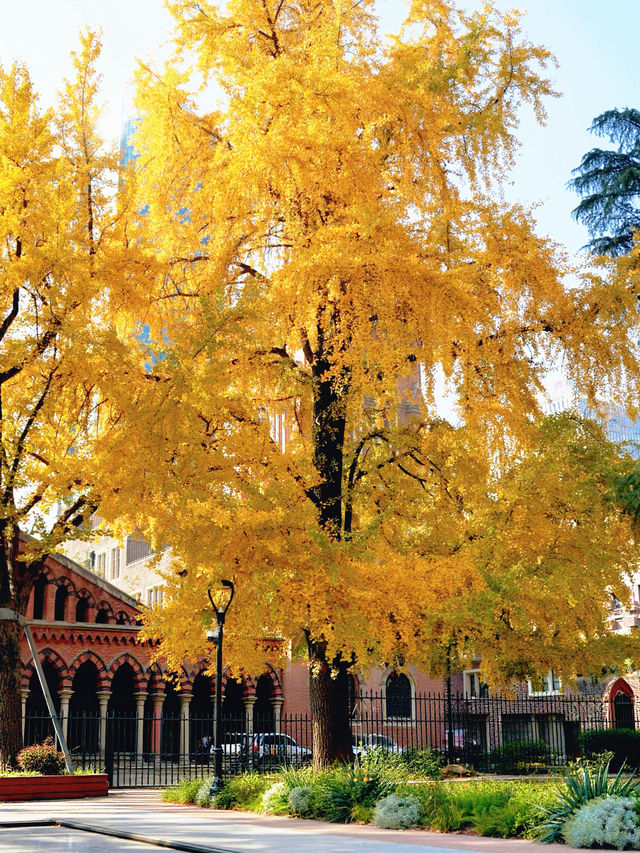 上海外灘賞銀杏不繞路個機位路線攻略