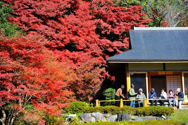 名古屋紅葉 東山植物園2025.11.27 名古屋紅葉 東山植物園2025.11.27