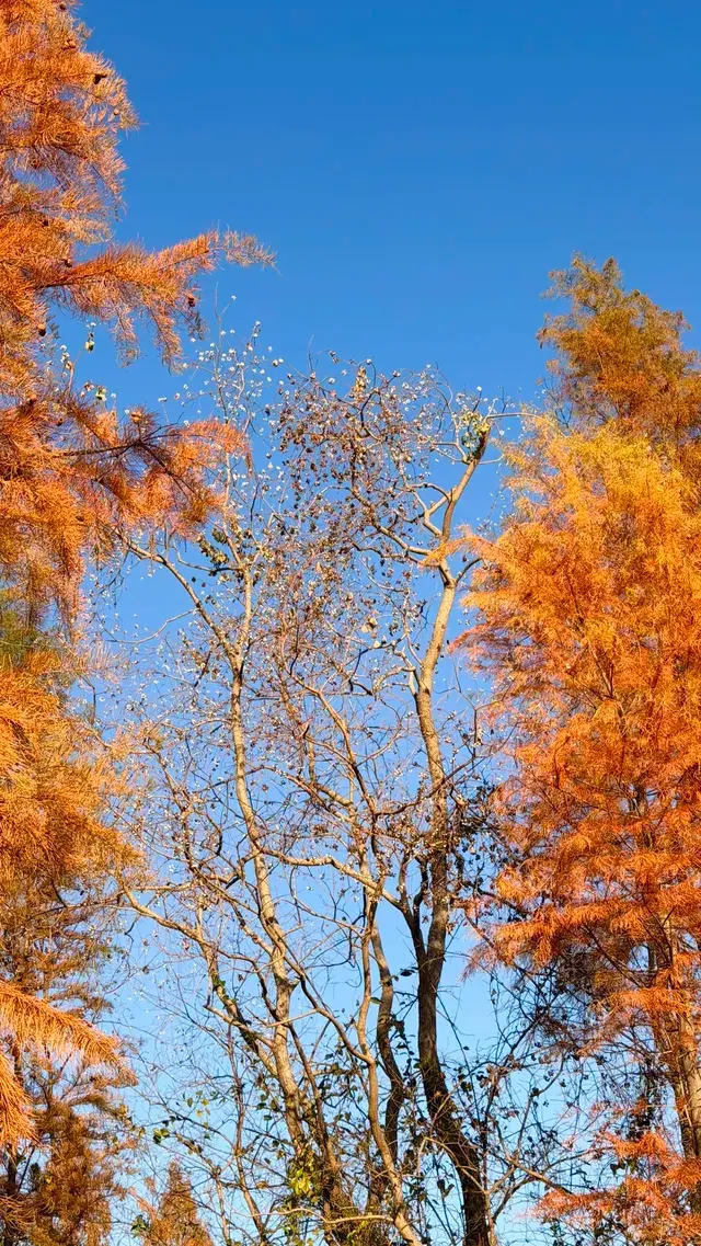 晨霧繚繞的皖南秋色太值得一看了 晨霧繚繞的皖南秋色太值得一看了