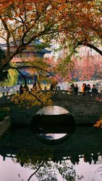 深秋限定合肥逍遙津的絕美金色童話