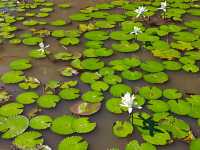 中國科學院西雙版納熱帶植物園真的太寶藏了，必須安利給大家