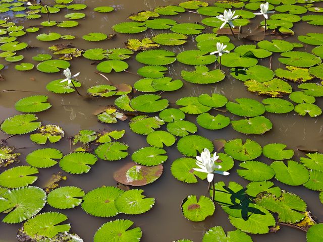 中國科學院西雙版納熱帶植物園真的太寶藏了，必須安利給大家