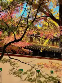 蘇州|西園寺已進入秋季最佳觀賞期