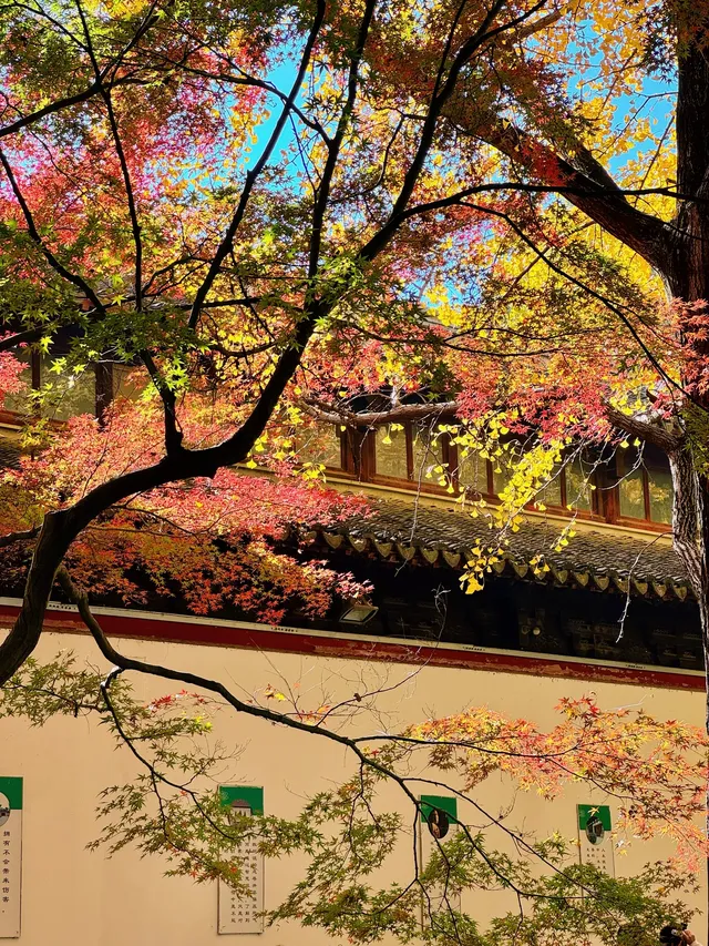 蘇州|西園寺已進入秋季最佳觀賞期 蘇州|西園寺已進入秋季最佳觀賞期