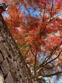 莫干山紅葉進度