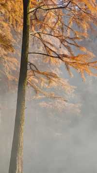 寧波賞秋徒步天花板