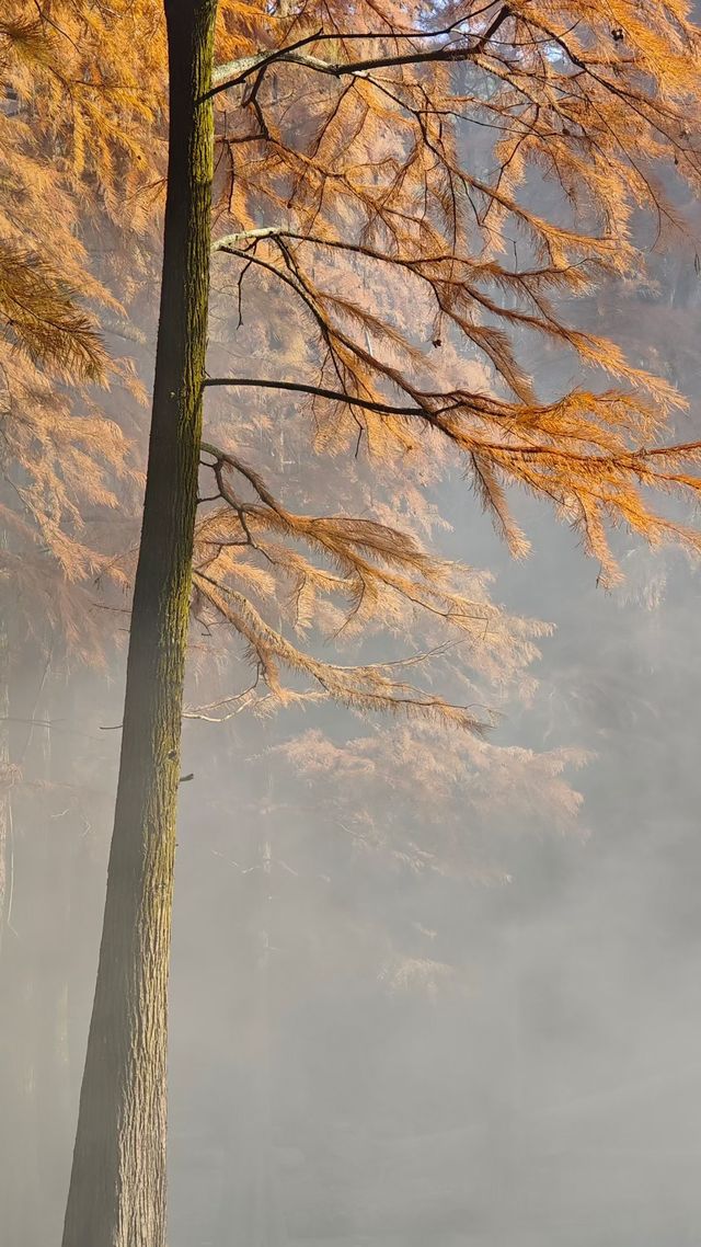 寧波賞秋徒步天花板 寧波賞秋徒步天花板