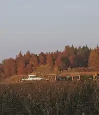 金山寺旁的「童話水杉林」，小朋友玩到不想走