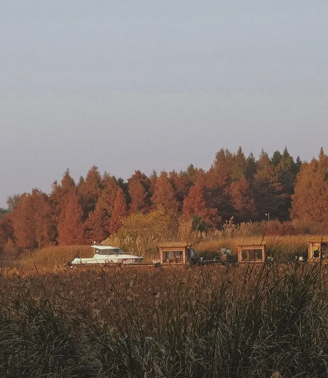 金山寺旁的「童話水杉林」，小朋友玩到不想走