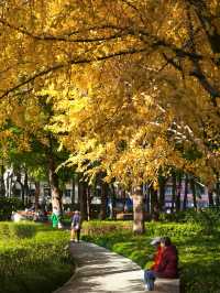 上海小眾秘境金黃銀杏與紅葉交織的治癒公園