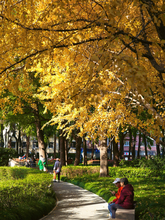 上海小眾秘境金黃銀杏與紅葉交織的治癒公園
