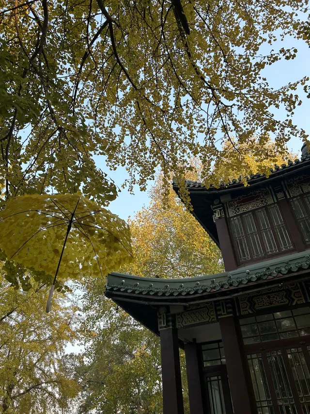 好天氣在玄武湖，度過無所事事的下午