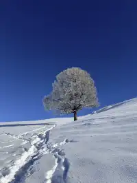 5:30起床直奔北疆,誤入禾木的冬日童話