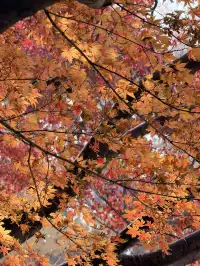 上海植物園紅葉撿秋墜美機位