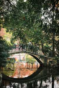 魯迅公園的秋日啟示:「生命暫停鍵」 金黃的銀杏葉像撒了一地碎金,紅楓則像一團團燃燒的火焰, 陽光