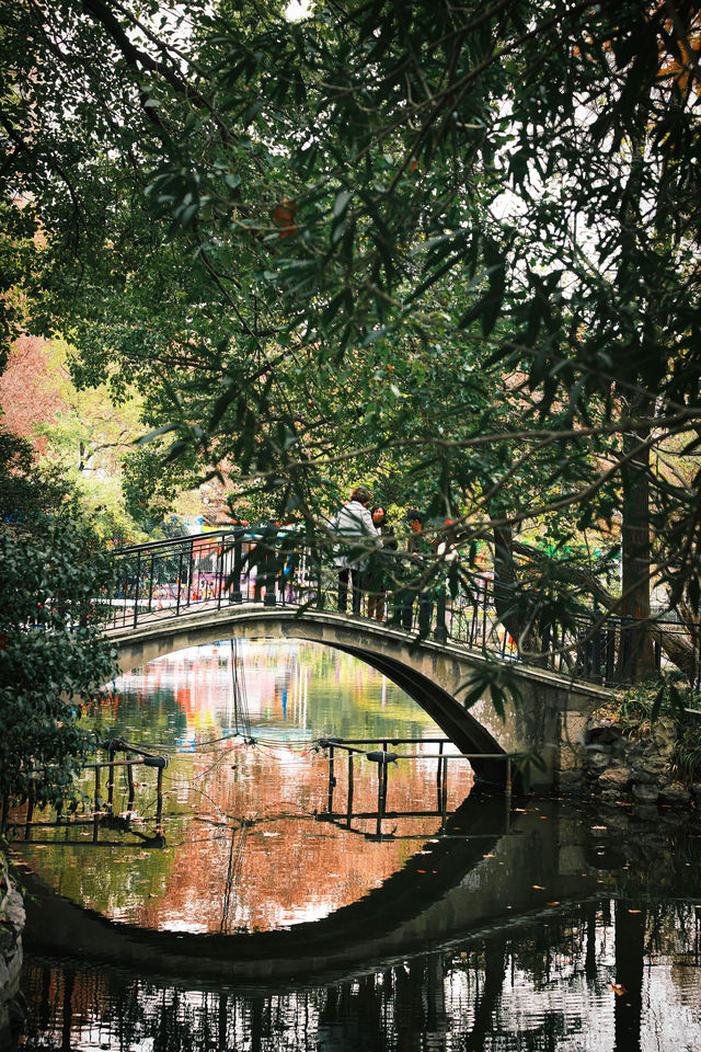 魯迅公園的秋日啟示:「生命暫停鍵」 金黃的銀杏葉像撒了一地碎金,紅楓則像一團團燃燒的火焰, 陽光 魯迅公園的秋日啟示:「生命暫停鍵」 金黃的銀杏葉像撒了一地碎金,紅楓則像一團團燃燒的火焰, 陽光