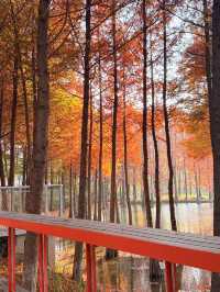 上海初冬限定浪漫|碳路者公園4點光影落羽杉