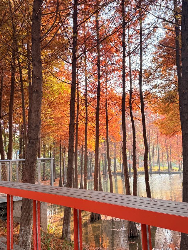 上海初冬限定浪漫|碳路者公園4點光影落羽杉 上海初冬限定浪漫|碳路者公園4點光影落羽杉